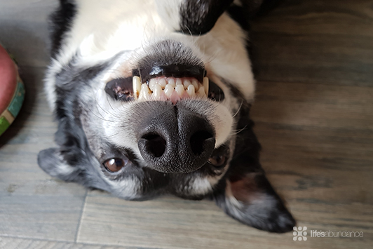 Hate Brushing Your Pet's Teeth? This 10-Second Routine Changes Everything