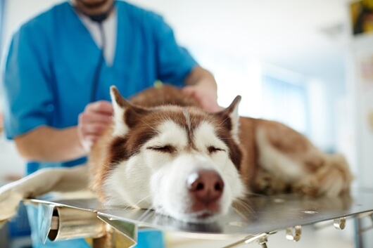 Vitamin D Dog Food Recall: What Dog Owners Need to Know