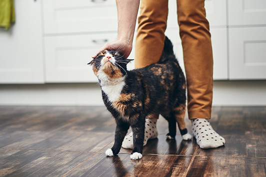 5 Proven Ways to Fix Bad Cat Behavior at Home