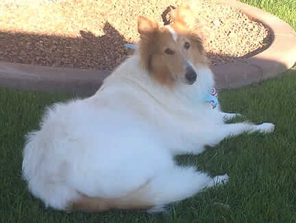 Dr. Jane Foundation Award: SW Collie Rescue Saves Lives in the Southwest