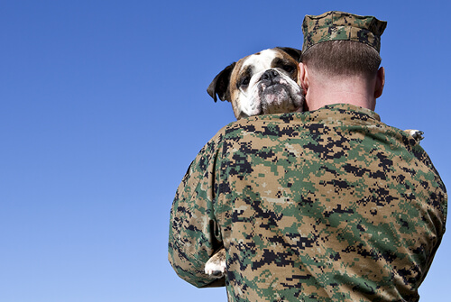 Military Working Dogs: Canine Heroes in Service