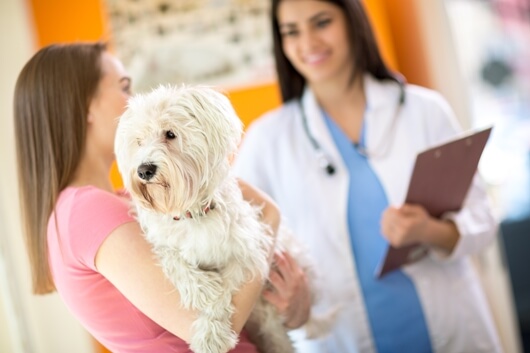 5 Medications That Are Toxic to Dogs and Cats