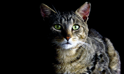 Vitamin E for Pets: Natural vs. Synthetic and Why It Matters