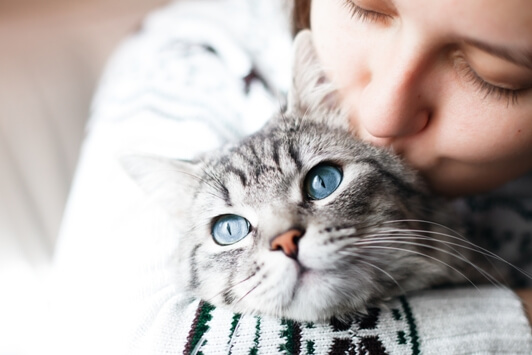 The Changing Nutritional Needs of Senior Cats