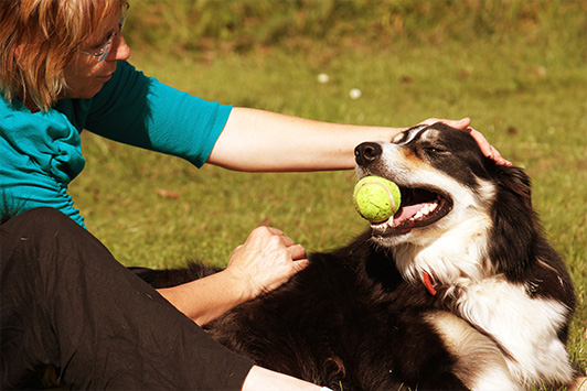 Joint Health Care for Dogs and Cats