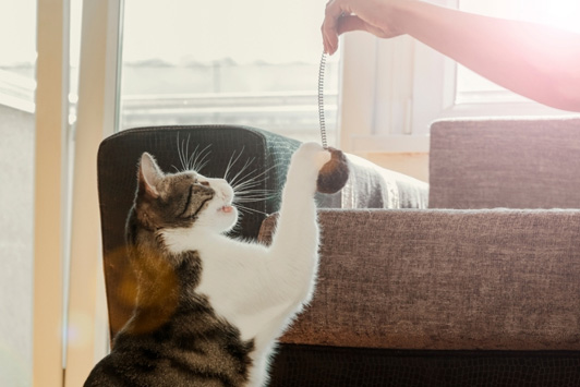 How to Help an Underweight Pet Gain Weight Safely