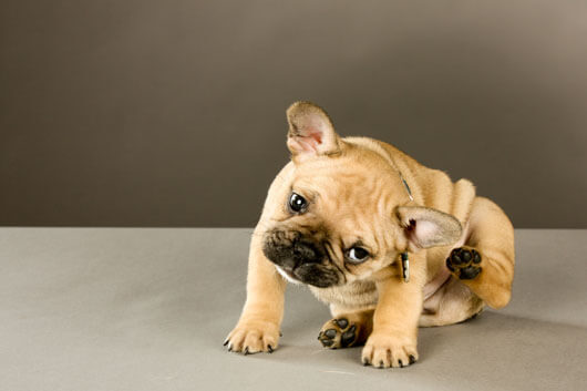 Dog Chewing Paws: Causes and Solutions