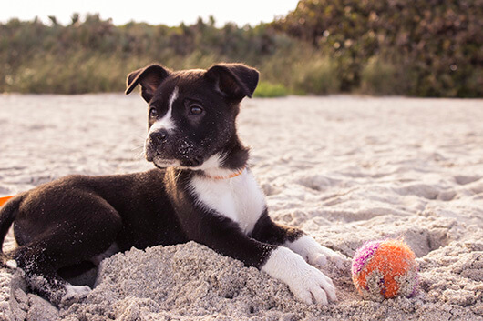 Keep Dogs and Cats Cool in Summer