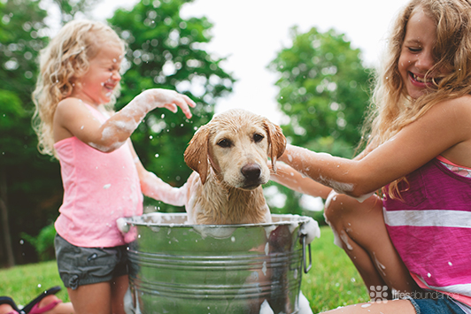 Spring Grooming Tips to Revitalize Your Dog's and Cat's Coats