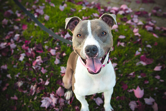 Antioxidants and Dog Wellness
