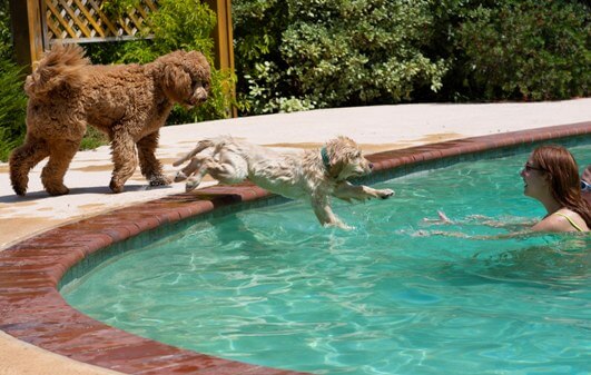 Getting a Puppy with Teenagers: Benefits for the Family