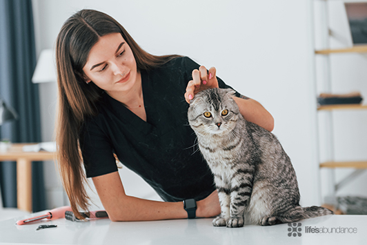Dog and Cat Ear Cleaning at Home: Do's and Don'ts