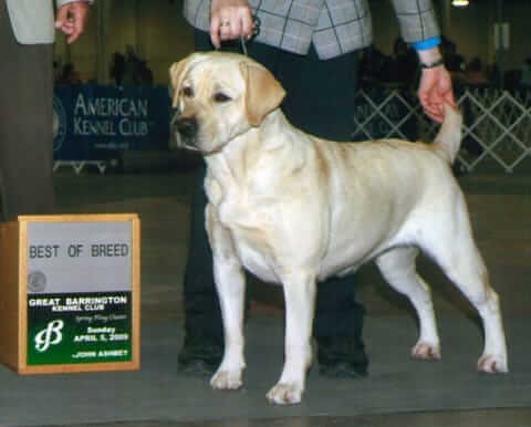 Life's Abundance Lab in Westminster Dog Show