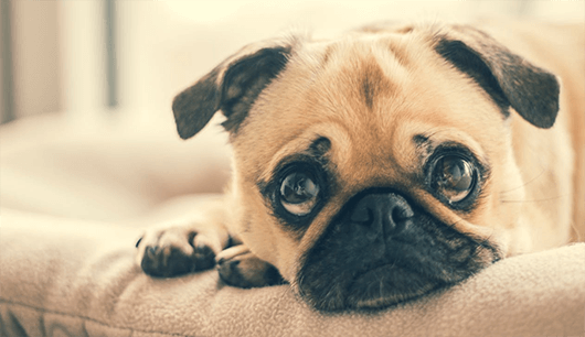 Heartworm in Dogs and Cats: What Every Owner Must Know