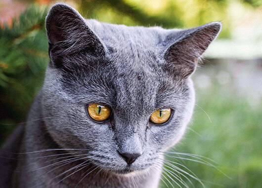 Top Five Amazing Cat Facts