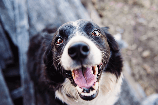 Dog Dental Health Month: How to Care for Your Dog's Teeth