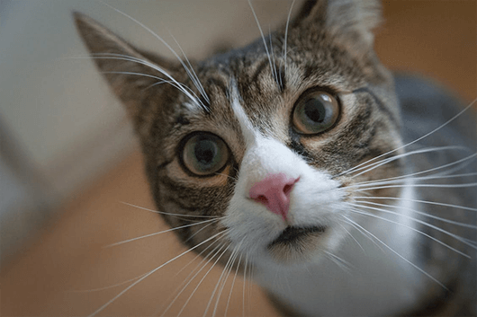 Why Do Cats Purr? The Science Behind Purring