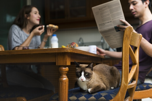 How Your Cat Really Wants to be Fed