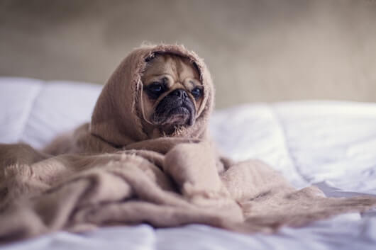 Why Is My Dog So Nervous? Causes and Solutions
