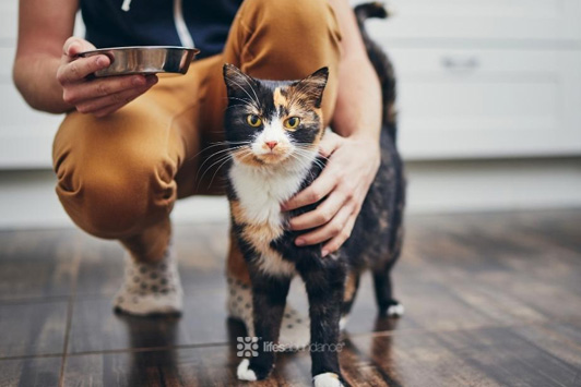 Feeding Tips for Picky Pets: How to Get Your Pets to Eat