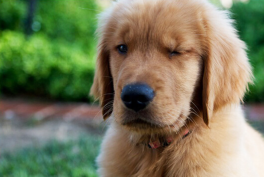 Everything I Need to Know About Life, I Learned From My Puppy