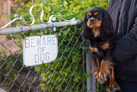 Aggressive Dog Behavior: Causes and How to Fix It