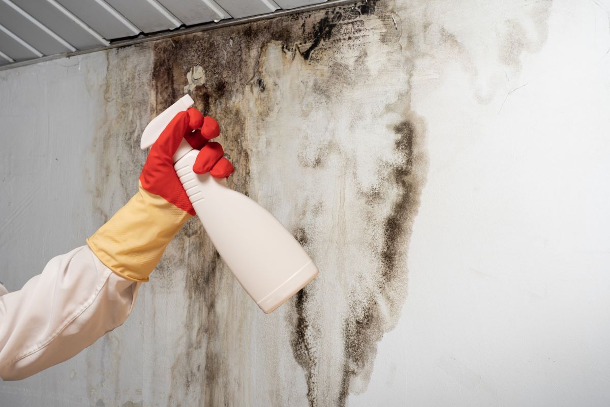 muffa e infiltrazioni sul soffitto