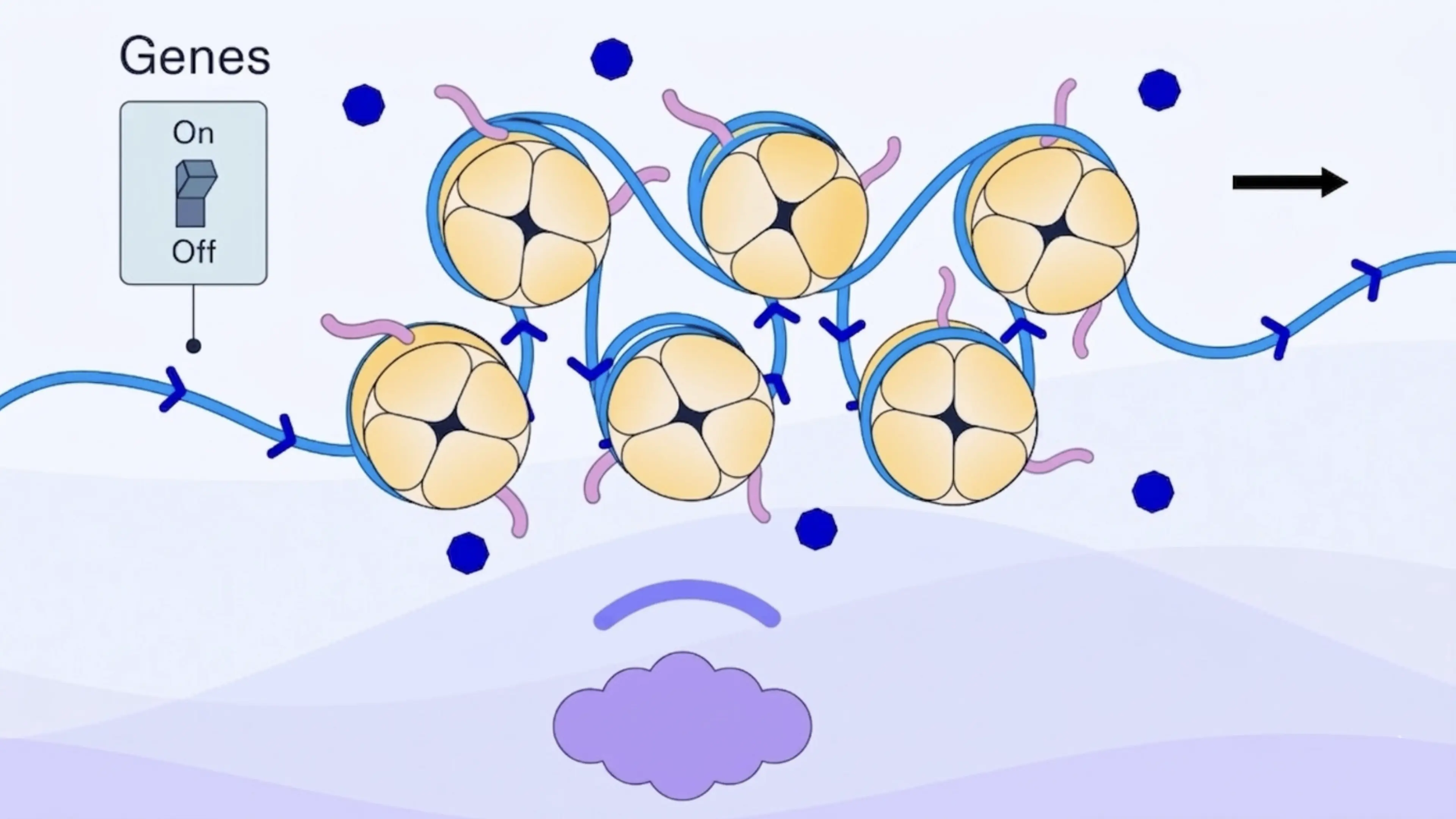 Animated diagram showing gene on/off switch with nucleosomes and DNA strand