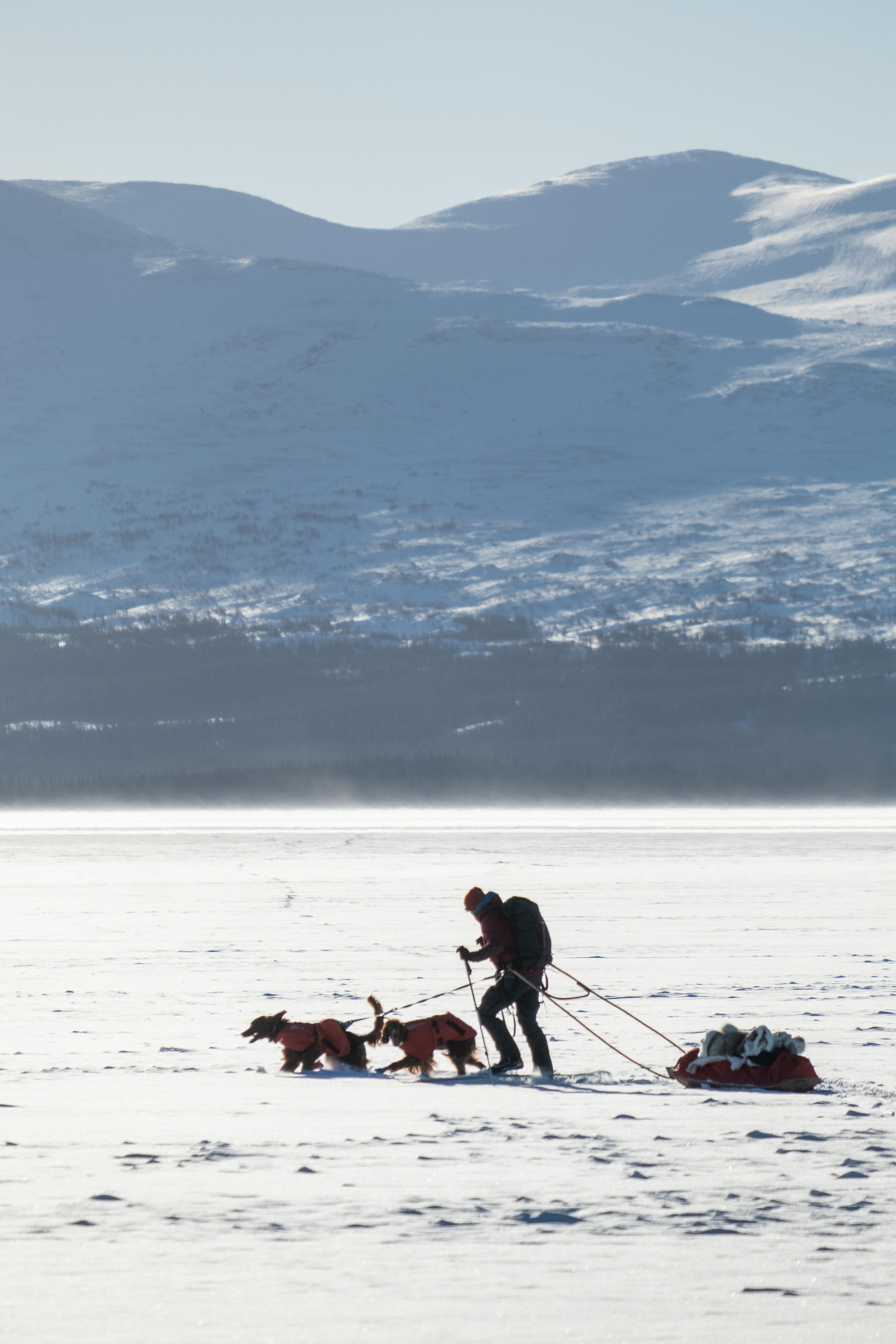 Person pushing a dogsled across a snowy landscape with distant mountains under a clear blue sky.