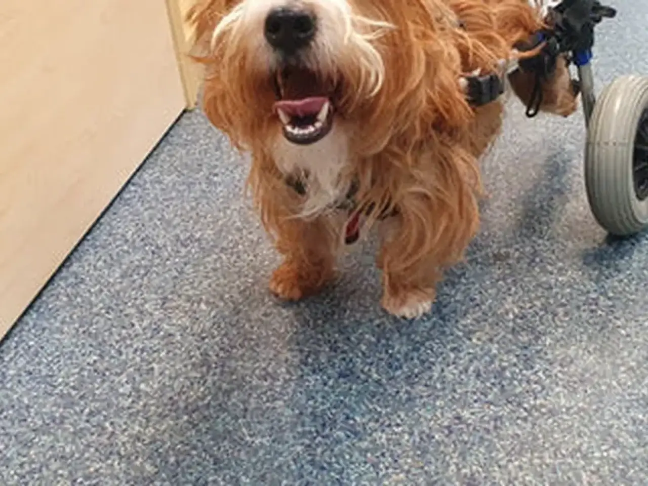 A happy dog with long, shaggy fur uses a wheelchair for its hind legs, standing on a blue speckled floor near a wooden door.