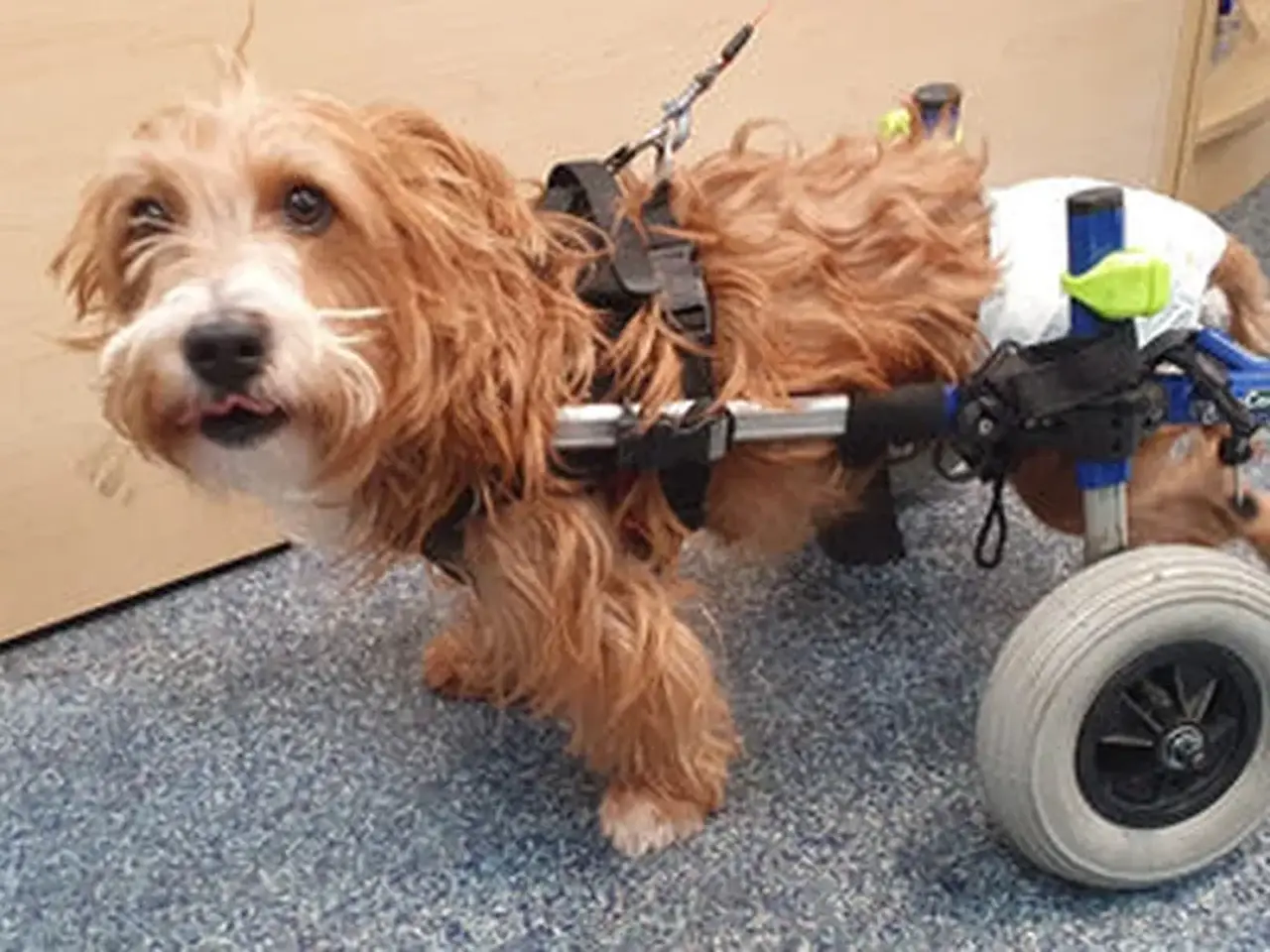 A fluffy brown dog with a wheelchair support is standing indoors, looking to the side with its tongue out.