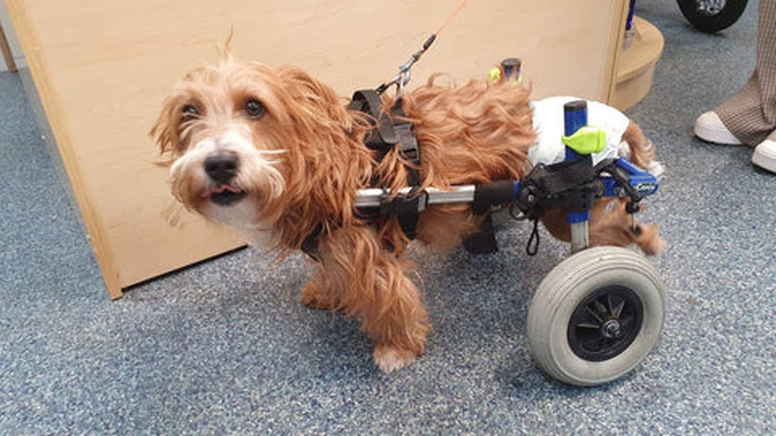 A small, fluffy dog with light brown fur uses a wheelchair for mobility, standing on a blue speckled floor indoors.