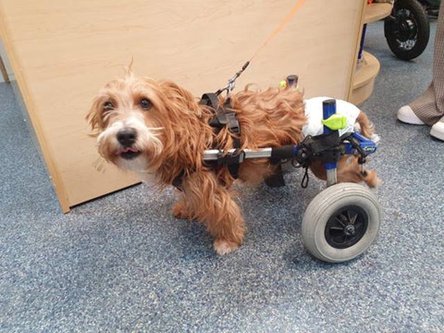 A small, fluffy dog with light brown fur uses a wheelchair for mobility, standing on a blue speckled floor indoors.
