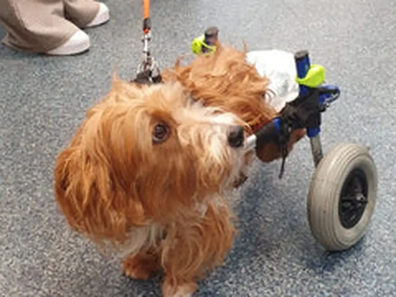 A small, fluffy dog with brown fur uses a wheelchair for its hind legs, standing on a speckled floor with a person nearby.