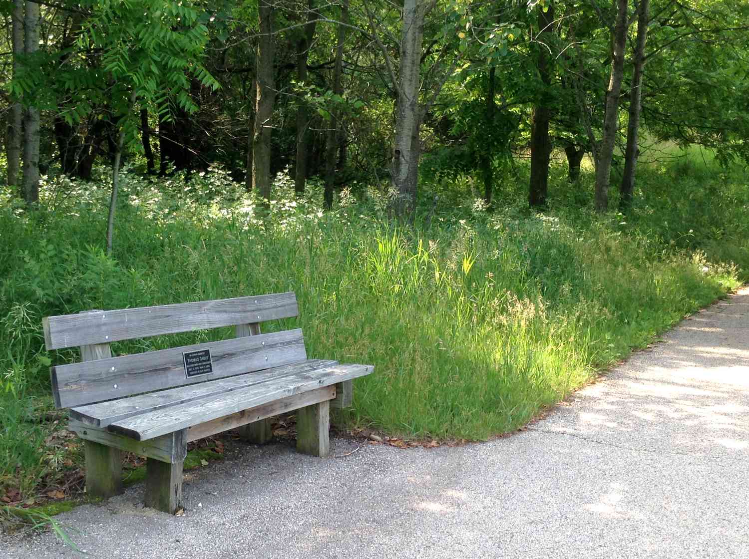 A memorial bench near a bike trail in a forest.