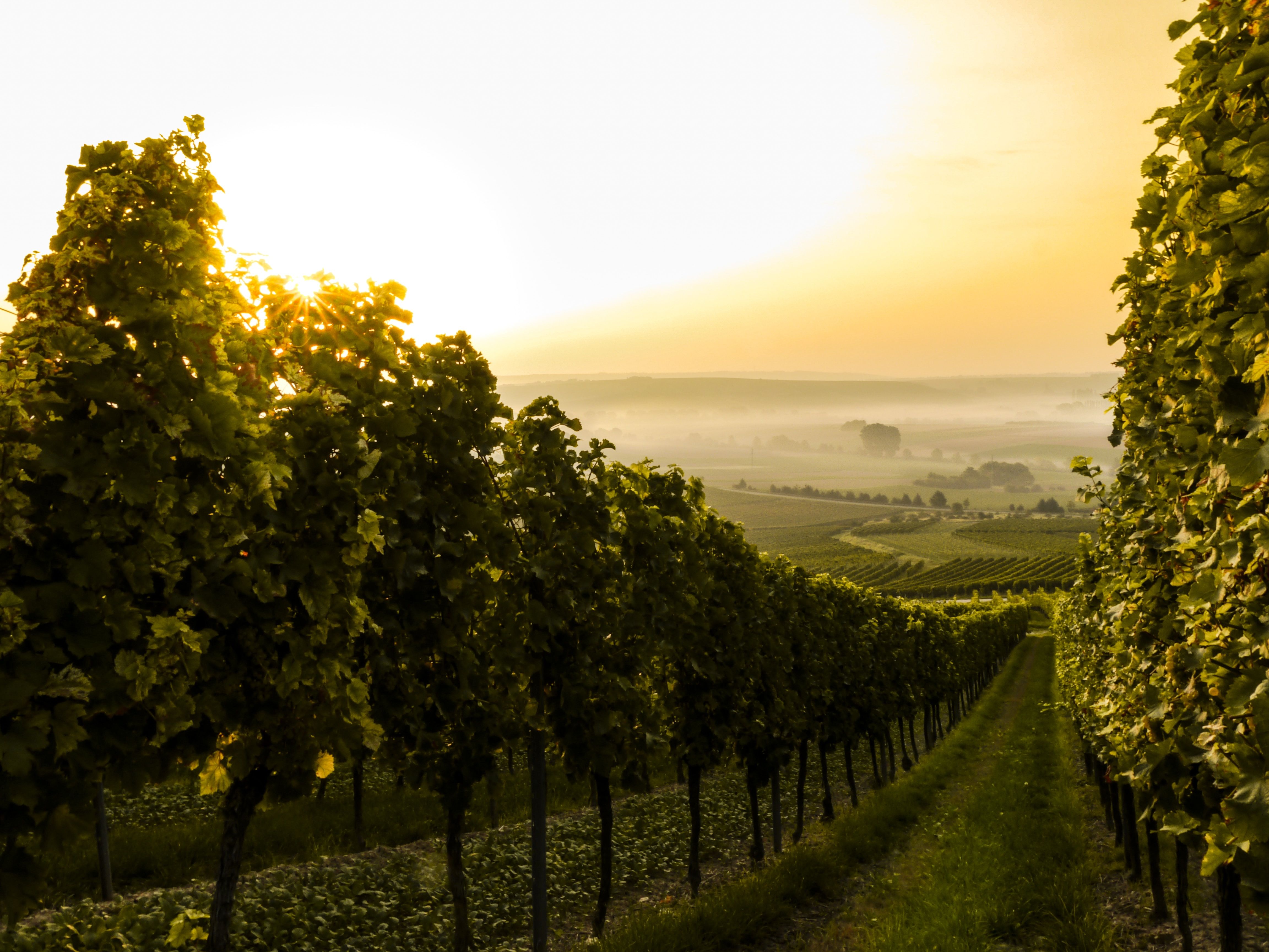 una vigna al tramonto