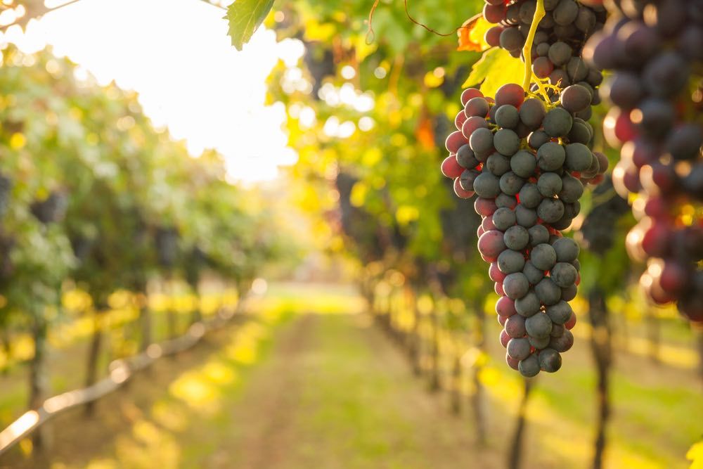 Foto di un grappolo d'uva maturo in vigna