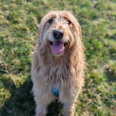Jason's dog