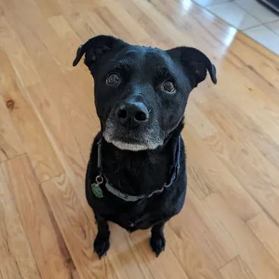 Jodi's dog