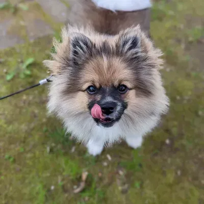 Elyse's dog