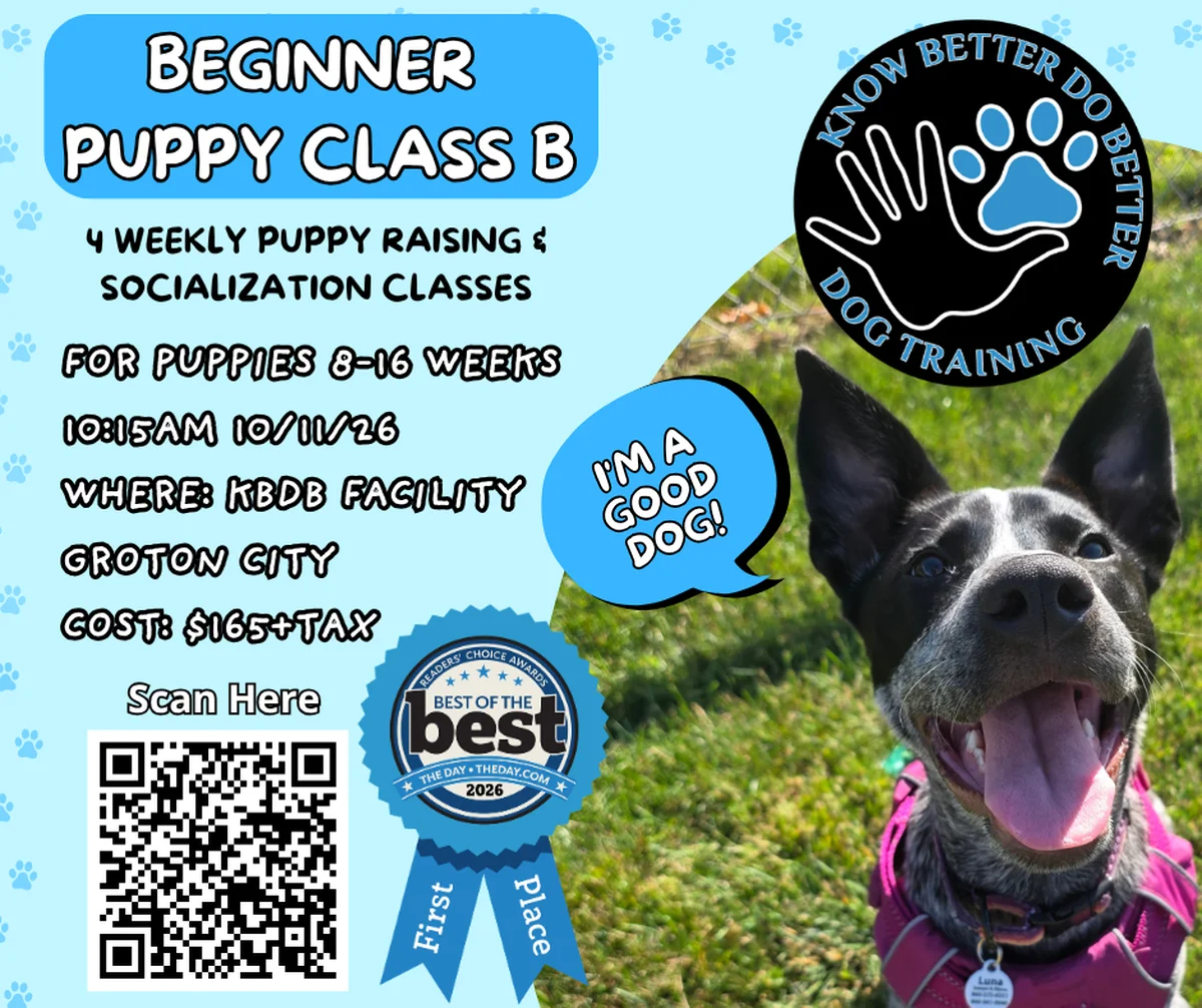 Beginner Puppy Class B Class Flyer