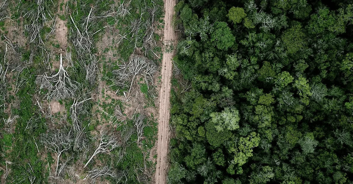 Companies Need to Prepare for the European Union Deforestation Regulation Now