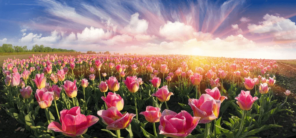 These days, it's not all sunshine and roses