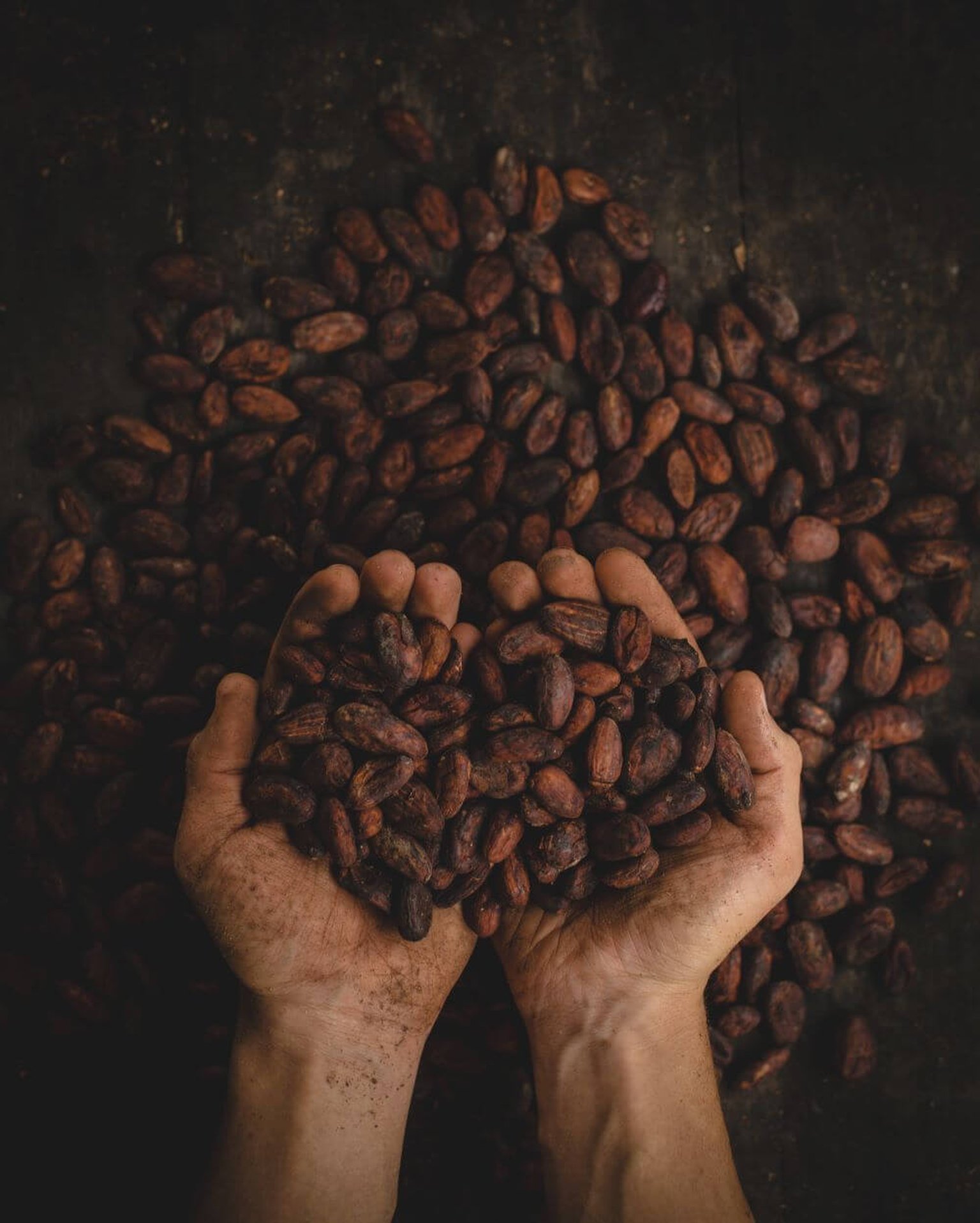 hands holding cocoa beans