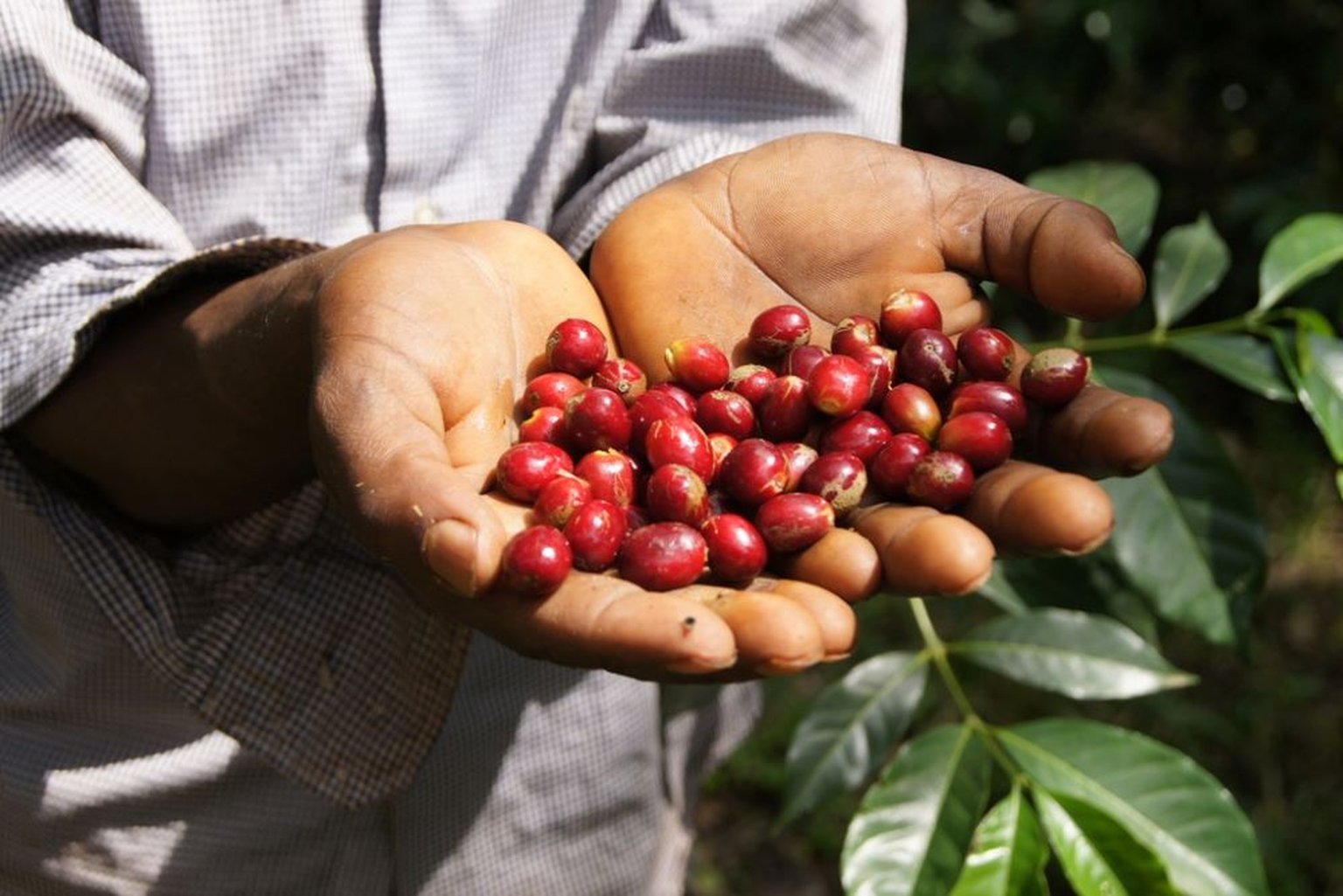 fairtrade coffee cherries