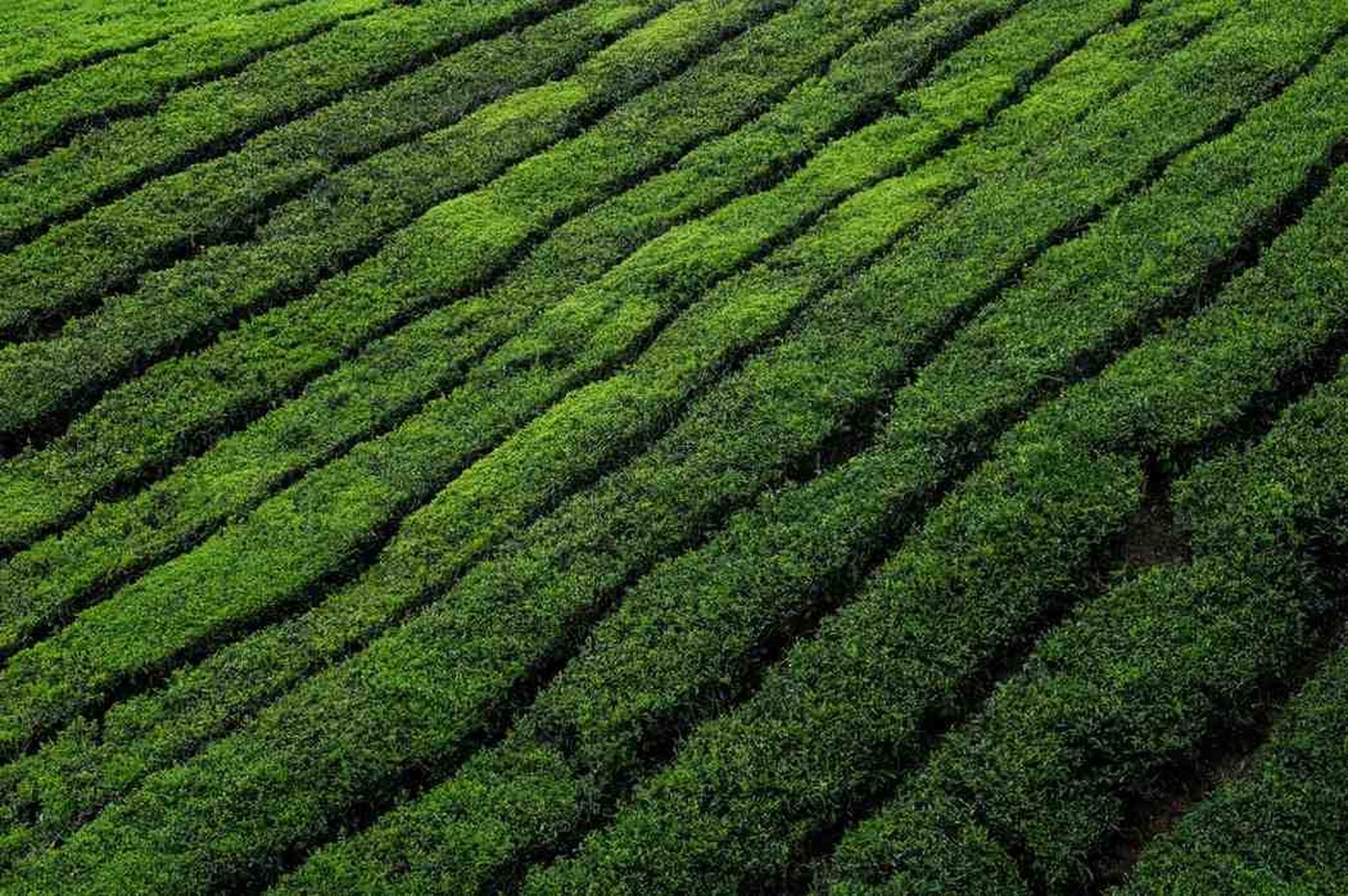 tea plantation