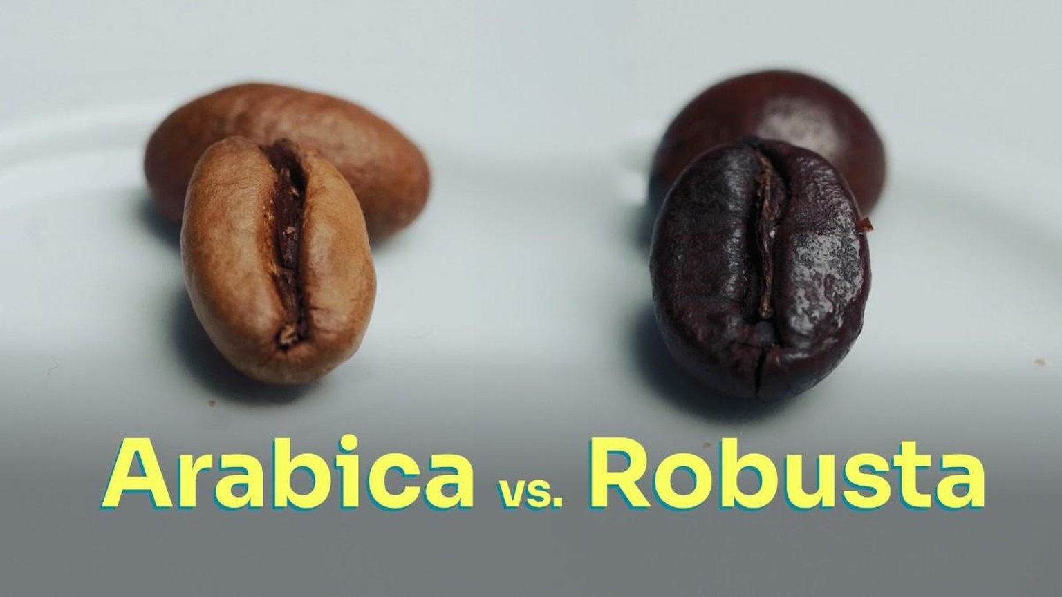 arabica vs robusta coffee bean