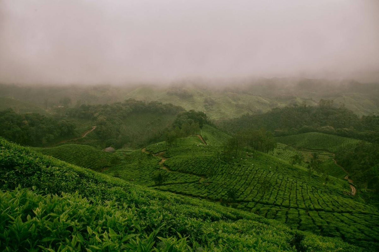 tea plantation with fog