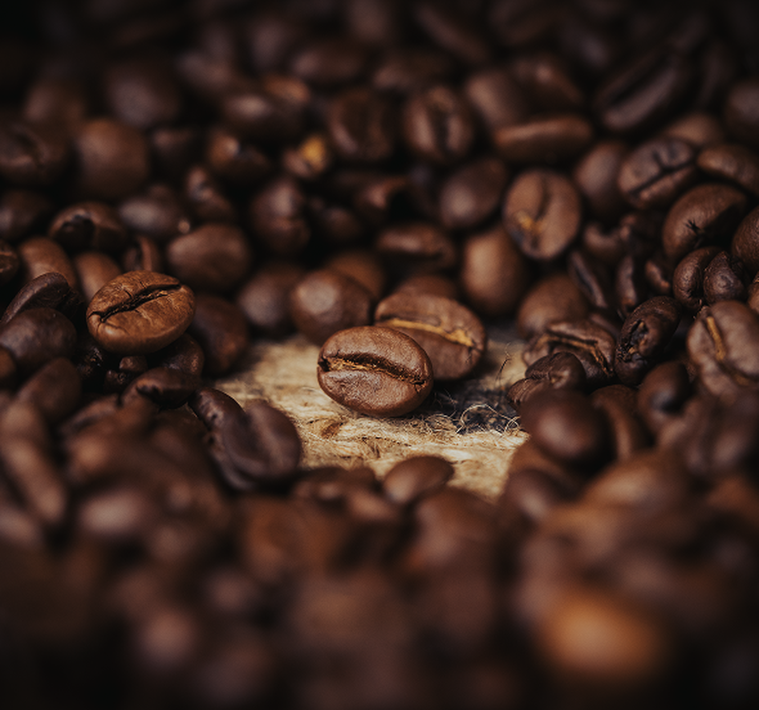 Premium dark roasted coffee beans scattered on burlap, highlighting their rich color and fresh aroma potential.