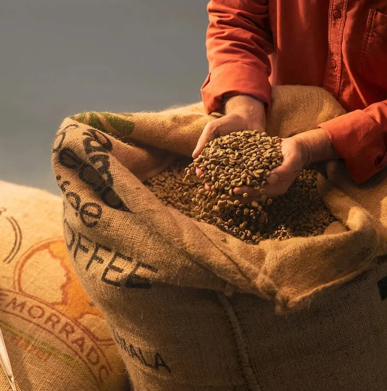 Raw specialty coffee beans from Melitta coffee roastery